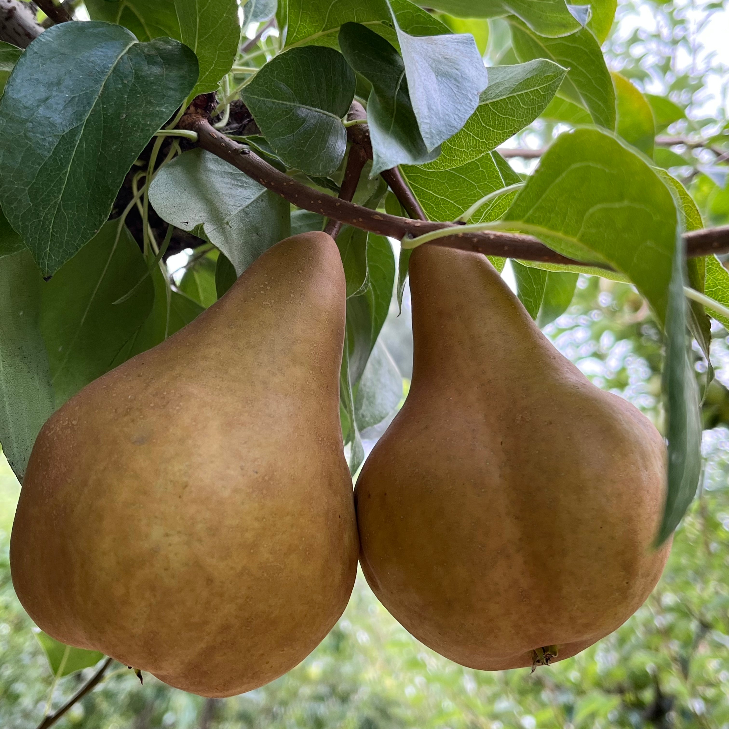 Bosc Pears On Green – JacquelineCornette