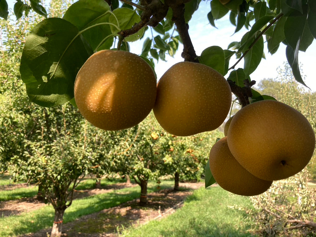 fruit on tree