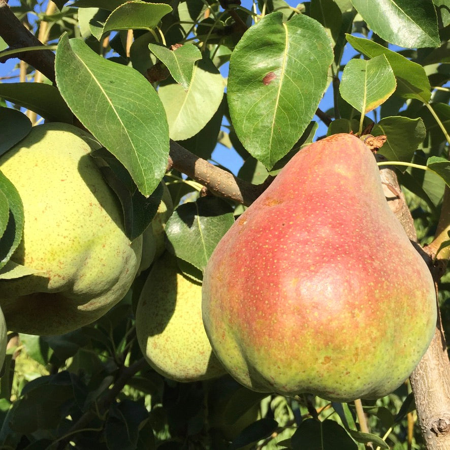 Just landed — Comice pears airflown from France. Soft flesh, buttery and  very juicy texture, highly aromatic, with an exceptionally sweet…