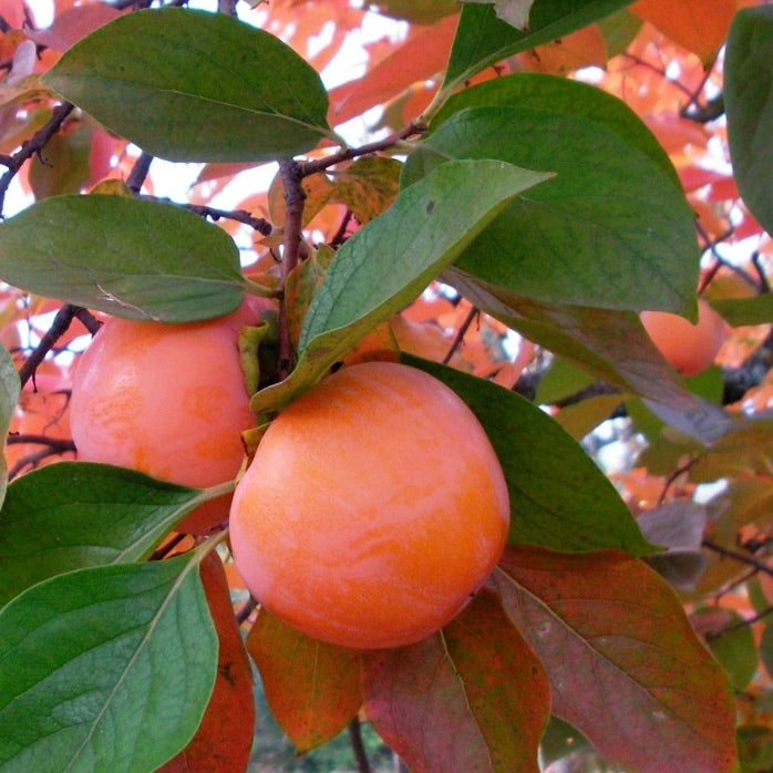 MARU PERSIMMONS