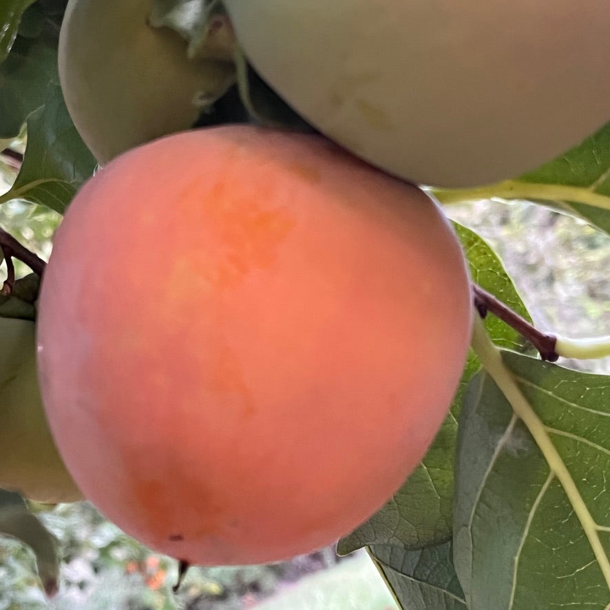 HYAKUME PERSIMMON FRUIT