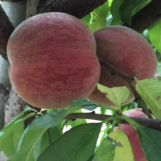 INDIAN ROSE PEACHES