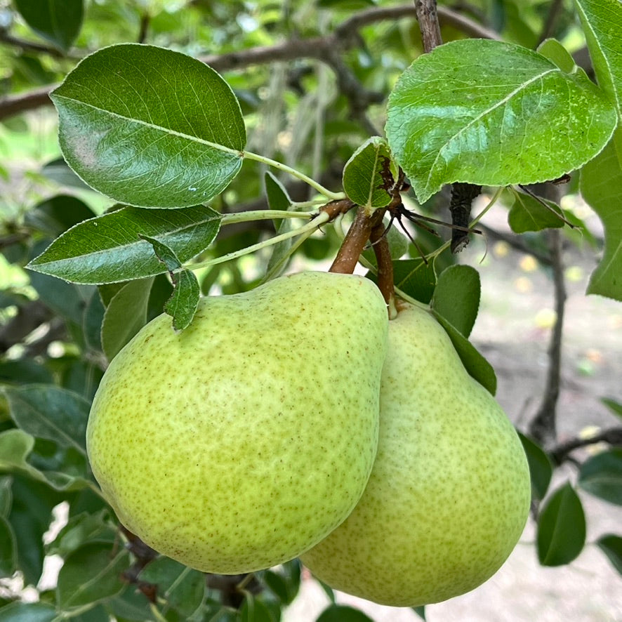 BARTLETT PEARS