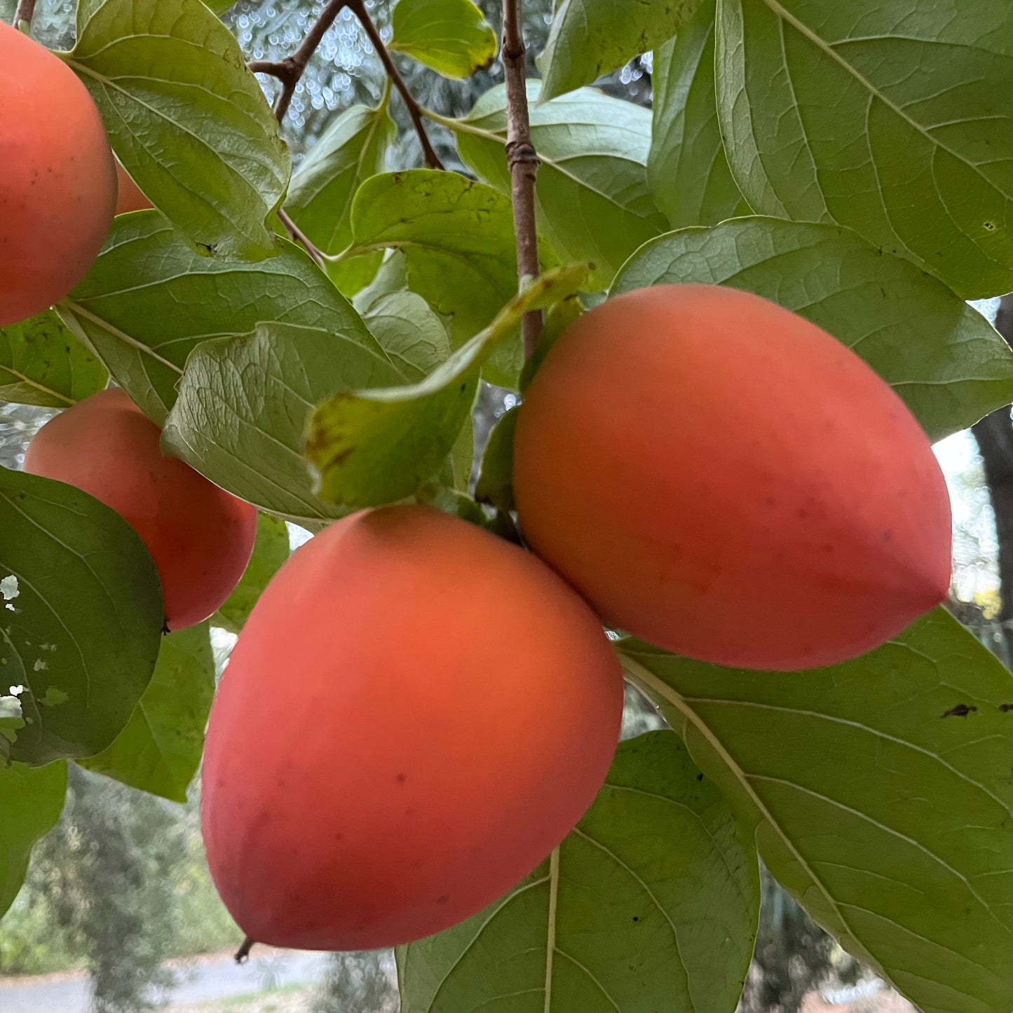 HACHIYA PERSIMMONS