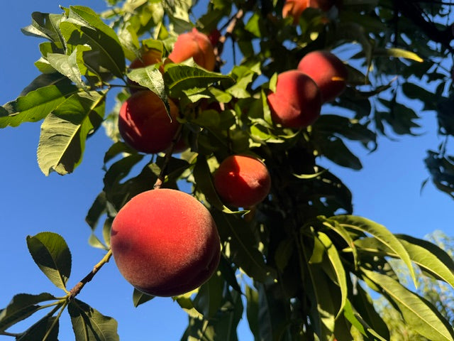 O'HENRY PEACHES