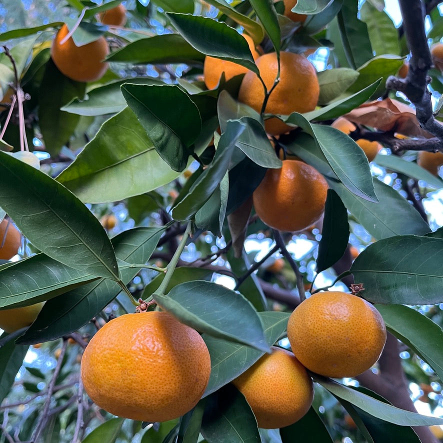 SATSUMA MANDARINS