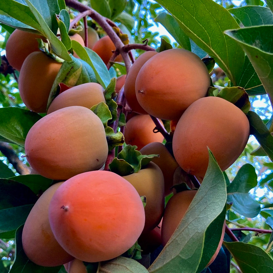 TSURUNOKO PERSIMMONS