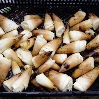 Fresh picked bamboo shoots in crate