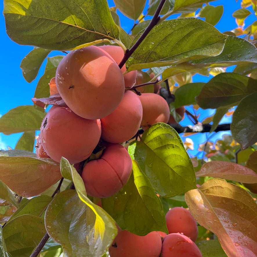 FUYU PERSIMMONS