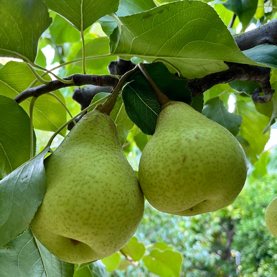 YALI PEARS