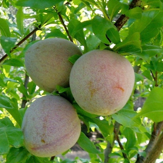 ELEPHANT HEART PLUMS