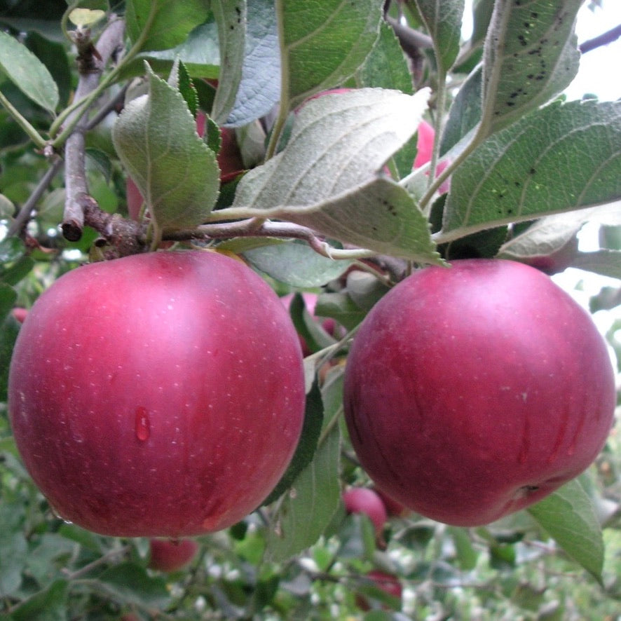 ARKANSAS BLACK APPLES