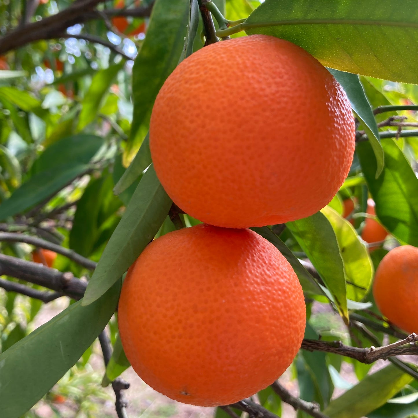 ALGERIAN CLEMENTINES